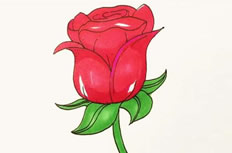 红色玫瑰花简笔画图片 红色玫瑰花怎么画