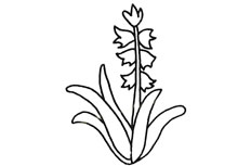 风信子植物简笔画图片怎么画