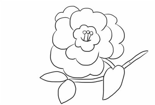 茶花植物简笔画图片 茶花怎么画