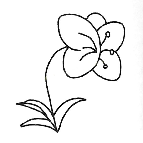 蝴蝶兰植物简笔画图片 蝴蝶兰怎么画