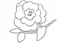 茶花植物简笔画图片 茶花怎么画