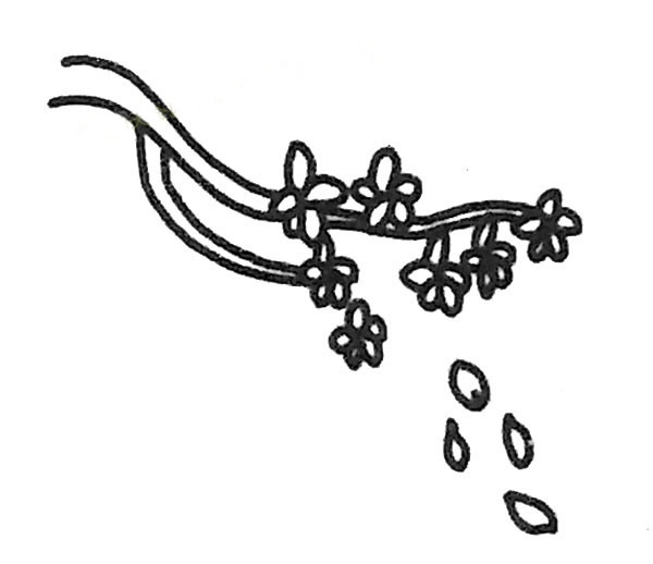 樱花植物简笔画图片 樱花植物怎么画