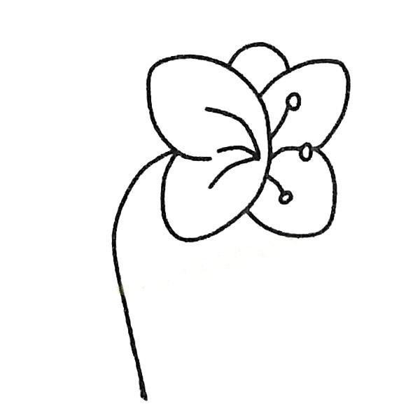 蝴蝶兰植物简笔画图片 蝴蝶兰怎么画