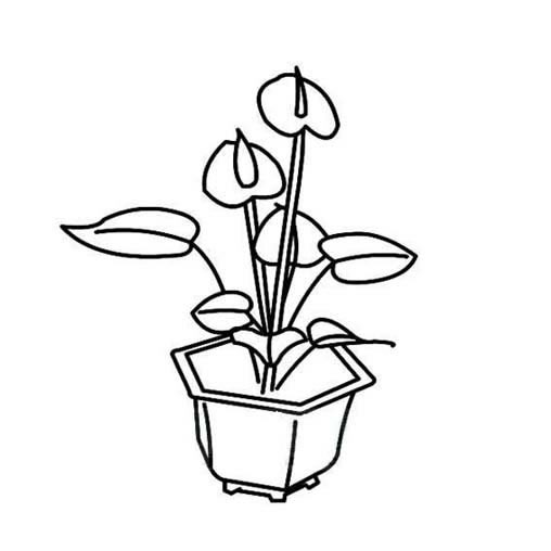白掌植物简笔画图片 白掌植物怎么画