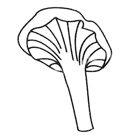小蘑菇简笔画图片 小蘑菇怎么画