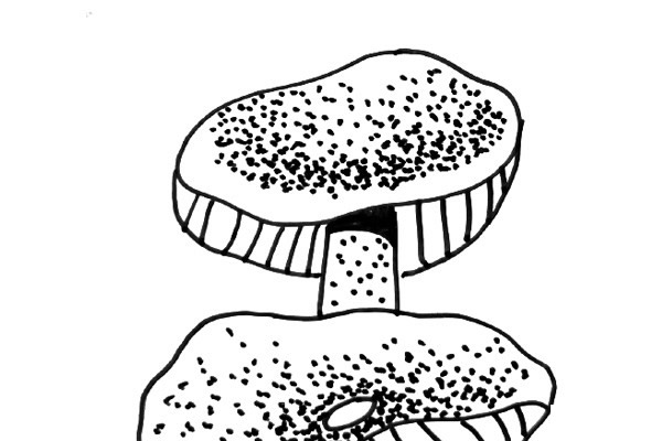 一组蘑菇简笔画图片怎么画