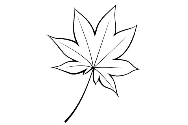 枫叶植物简笔画图片 枫叶怎么画