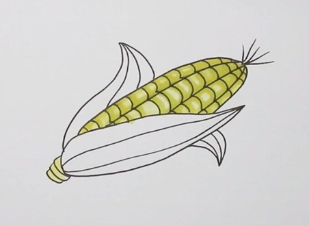 玉米简笔画图片 玉米怎么画