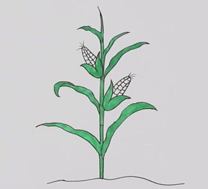 一棵玉米简笔画图片怎么画