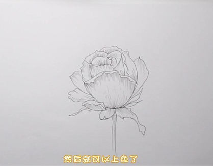 简单又好看的玫瑰花简笔画图片怎么画