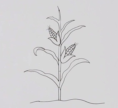 一棵玉米简笔画图片怎么画