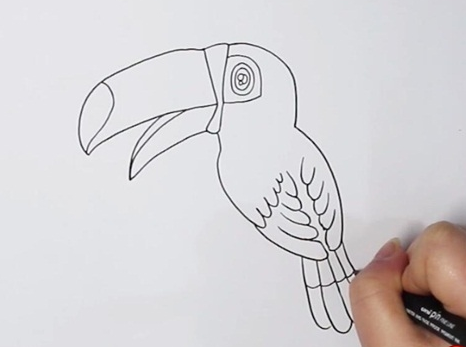 巨嘴鸟简笔画图片 鸟怎么画