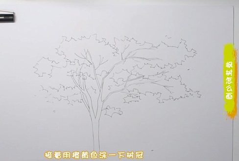 枫树简笔画图片 枫树怎么画