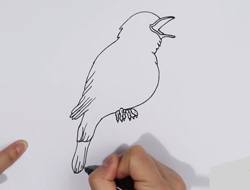 夜莺简笔画图片 小鸟怎么画