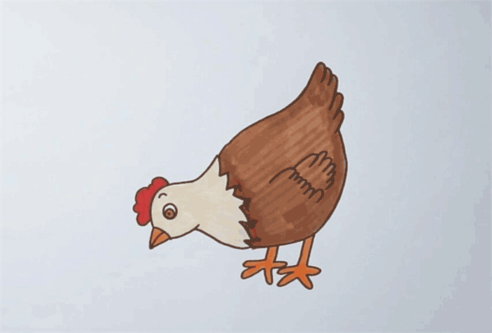 母鸡简笔画图片 母鸡怎么画