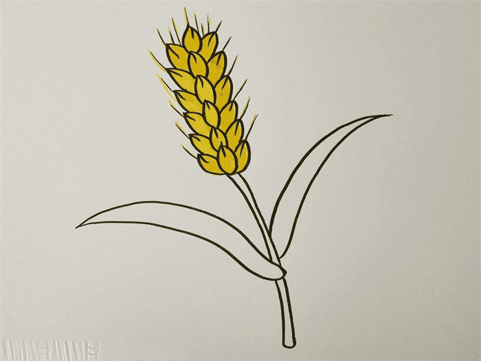 麦穗简笔画图片 麦子怎么画