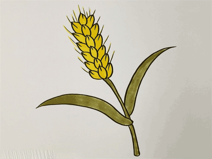 麦穗简笔画图片 麦子怎么画