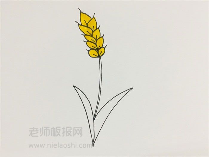 小麦简笔画图片​​​​​ 小麦的画法