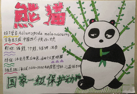 国家一级保护动物熊猫手抄报