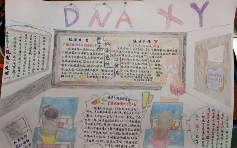 健康手抄报图片 DNA X Y染色体