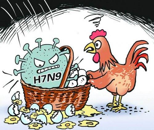 禽流感的传染源