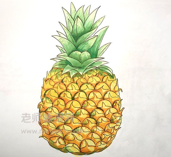 菠萝简笔画图片 菠萝如何画的