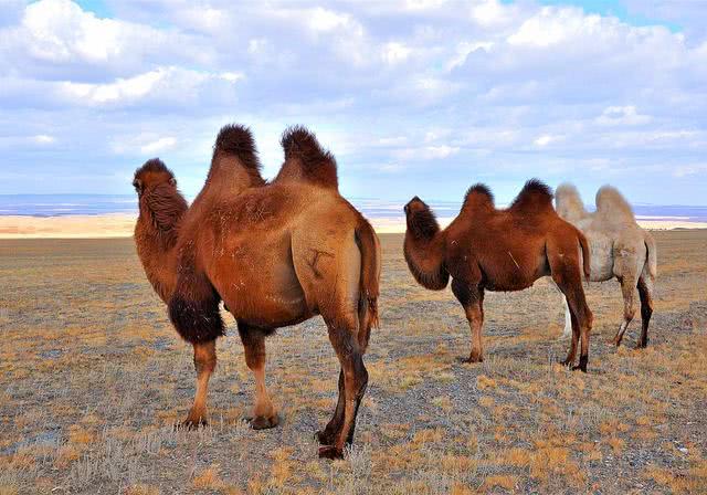 骆驼身上的驼峰是储存什么的？