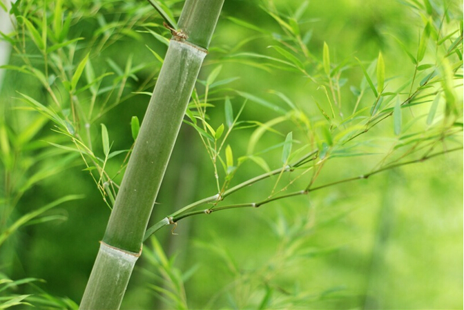 竹子最主要的象征意义