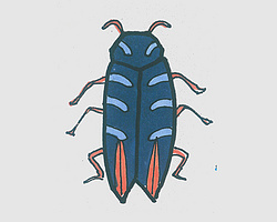 简笔画色彩甲虫怎么画最简单 一步一步教可爱小甲虫的画法
