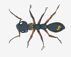 蚂蚁简笔画画法图片步骤