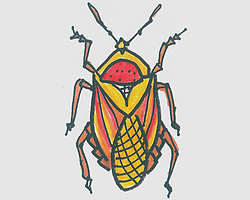 简笔画有颜色甲虫怎么画好看 一步一步教甲虫的画法