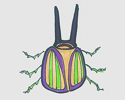 字母D简笔画甲虫的画法图片步骤