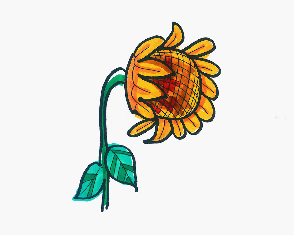 儿童彩色简笔画 向日葵