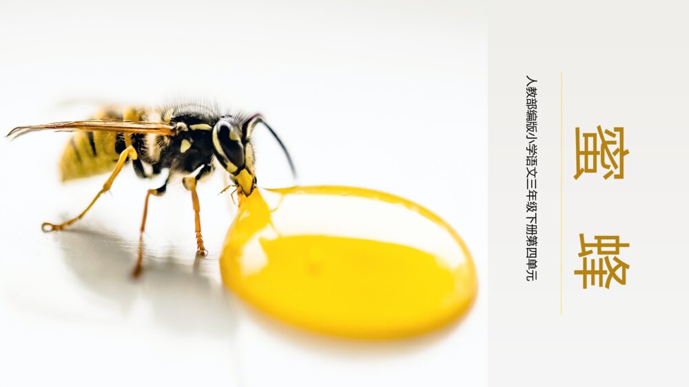 《蜜蜂》语文人教部编版三年级下册PPT教学课件