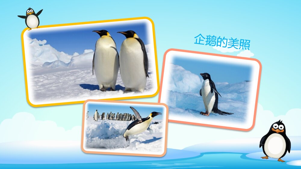 《不怕冷的企鹅》幼儿园小班科学教育活动主题PPT课件5