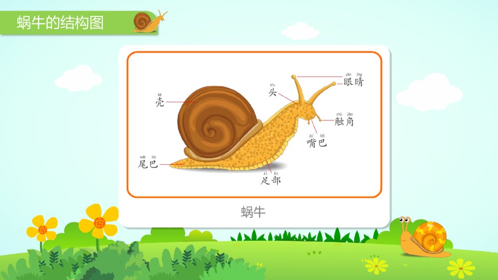 《蜗牛》幼儿园小班科学活动主题PPT课件3