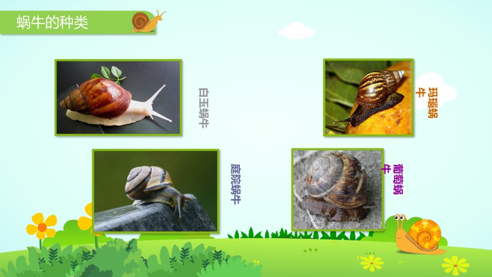 《蜗牛》幼儿园小班科学活动主题PPT课件9