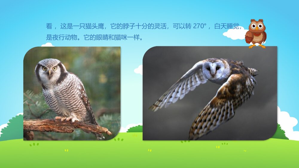 《鸟类动物》幼儿园小班科学活动教育主题PPT课件8