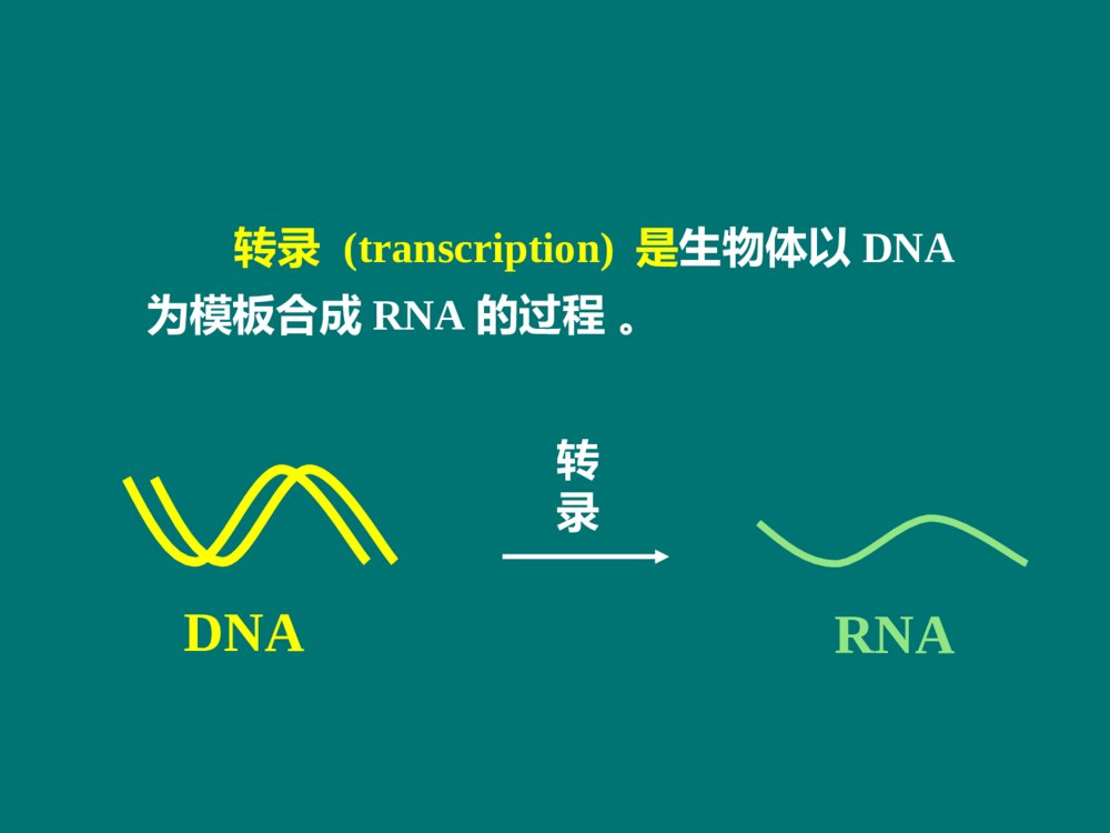 生物化学 第11章 RNA的生物合成PPT课件下载4