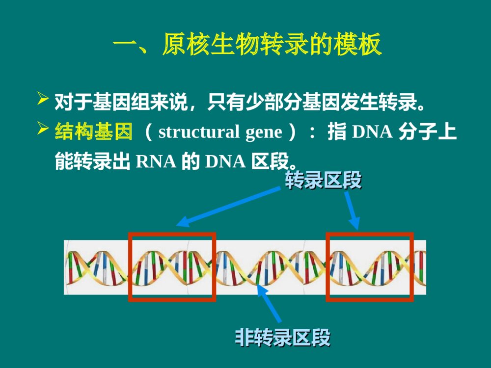 生物化学 第11章 RNA的生物合成PPT课件下载10