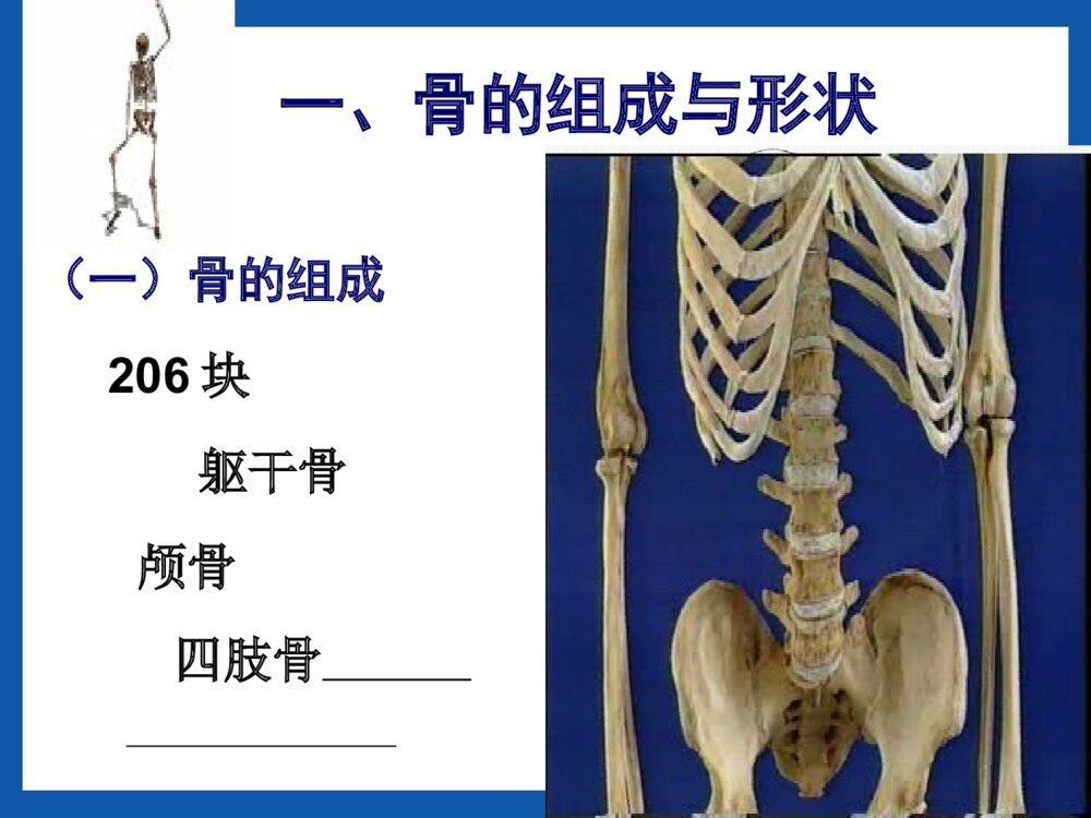 运动系统骨的结构与功能PPT课件(共42页)4