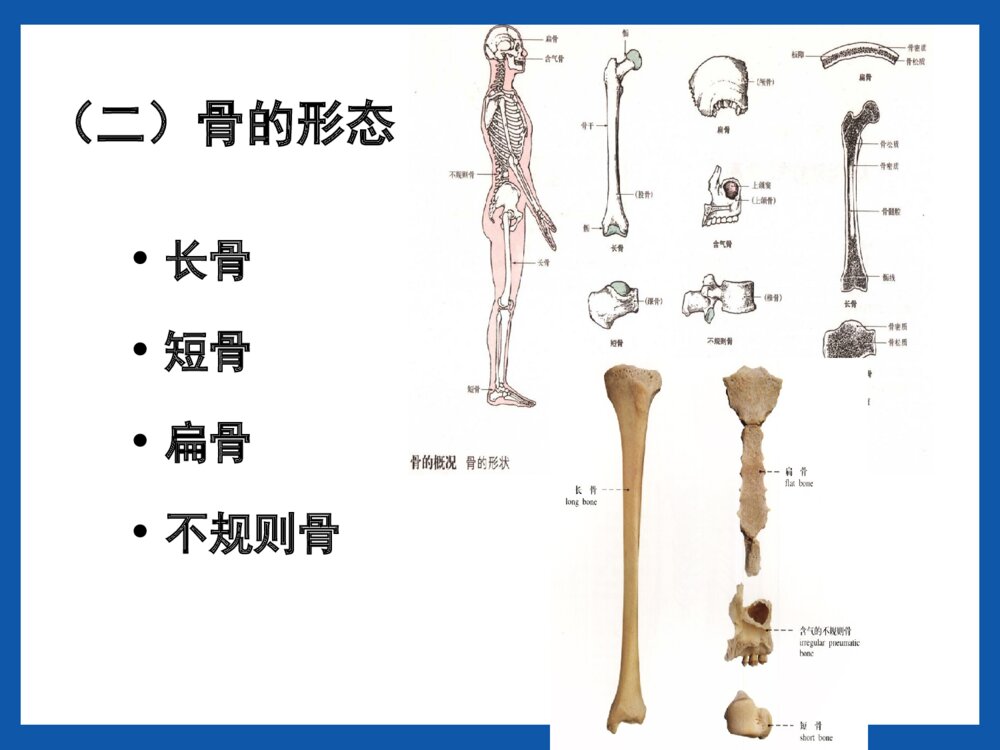 运动系统骨的结构与功能PPT课件(共42页)6