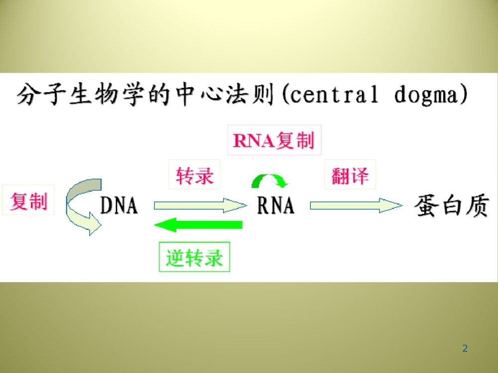 DNA的生物合成PPT生物化学课件下载2