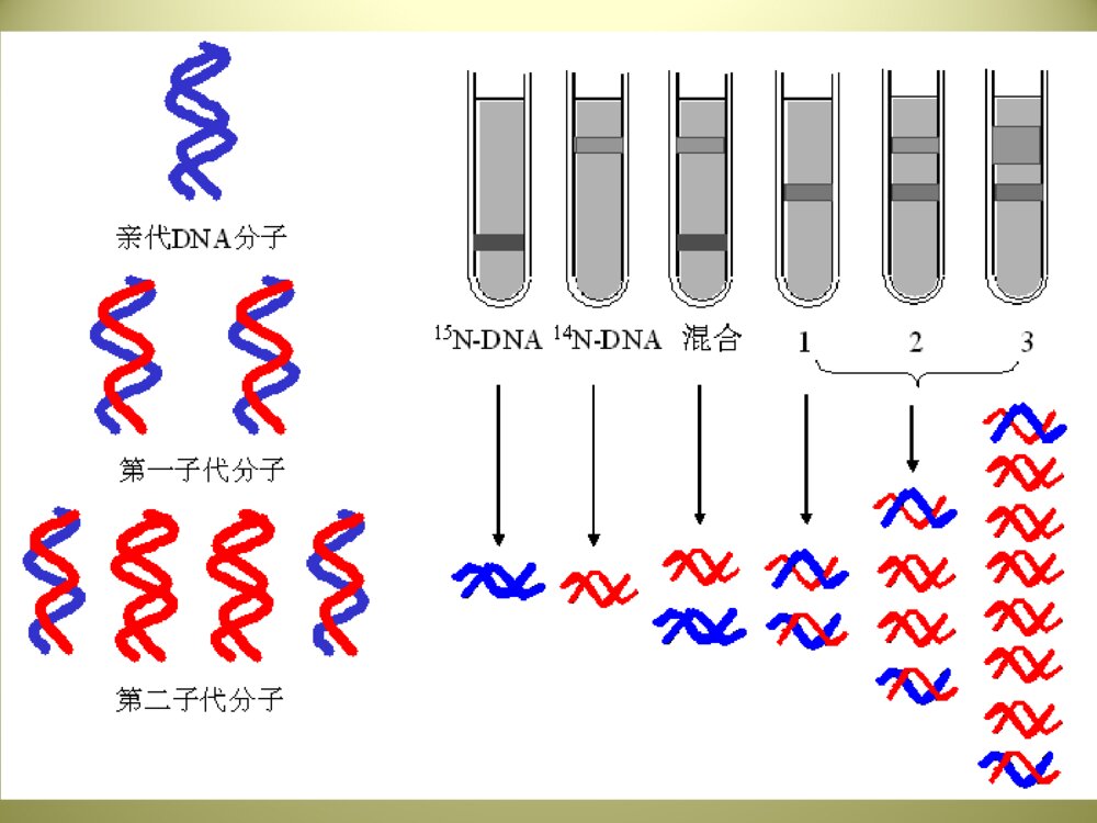 DNA的生物合成PPT生物化学课件下载9