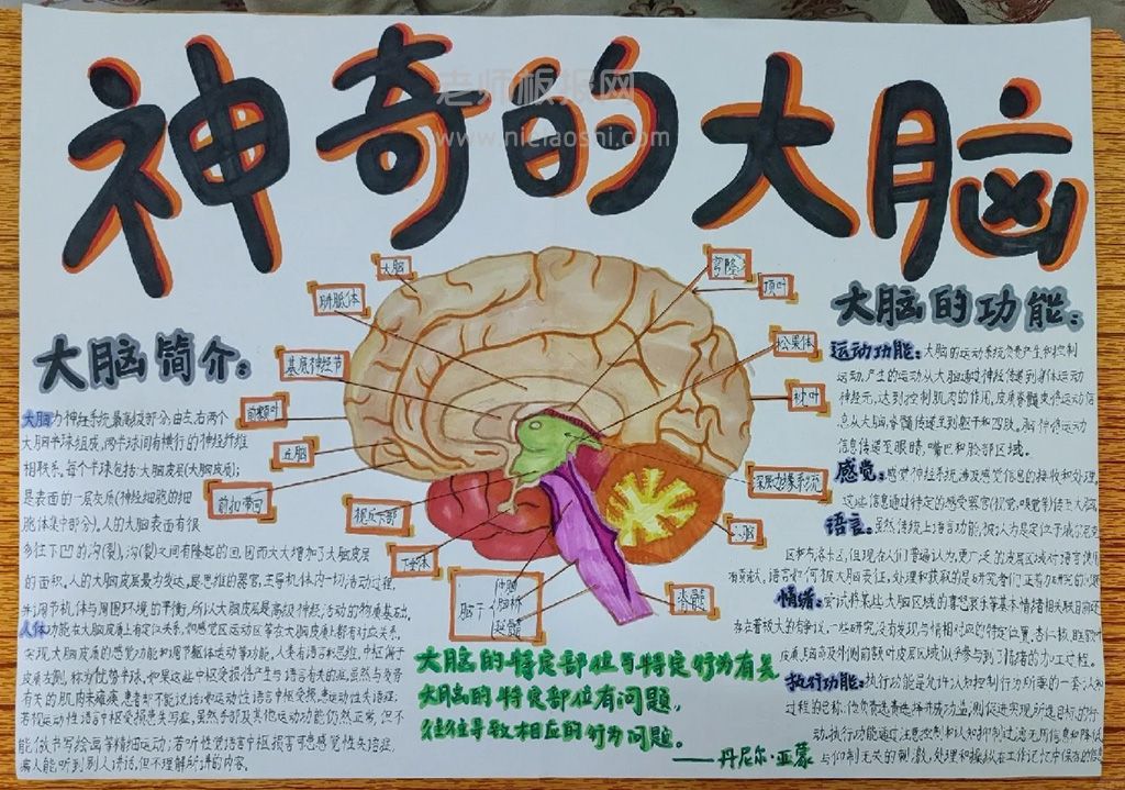 人体大脑手抄报绘画图片（1张）神奇的大脑手抄报