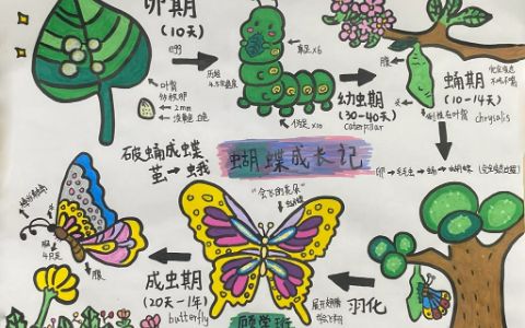 蝴蝶的一生生物观察手抄报绘画图片（1张） 生物手抄报