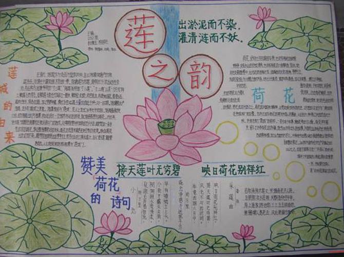 关于莲花文化的手抄报 关于文化的手抄报